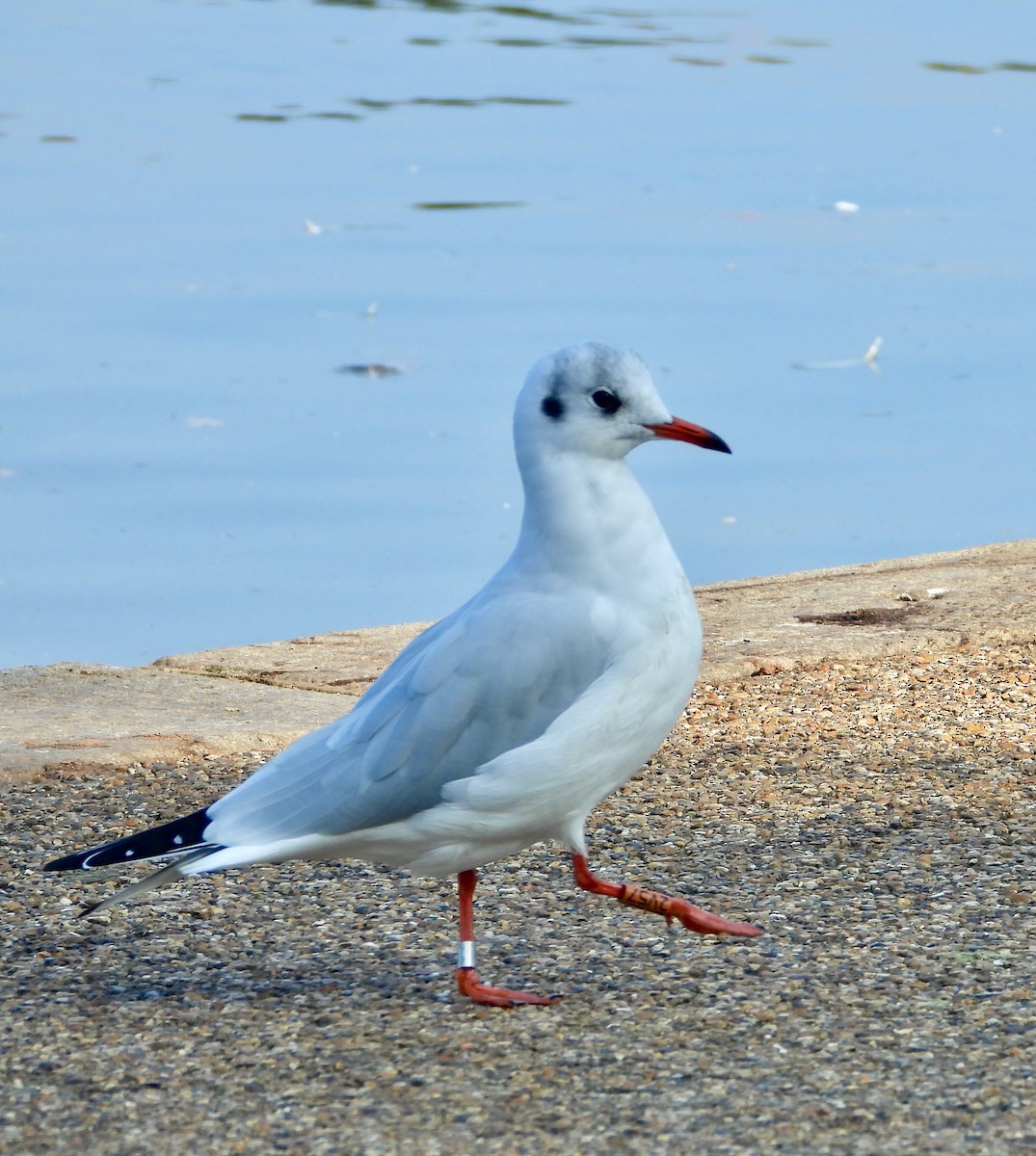 Black-headed Gull - ML644704207