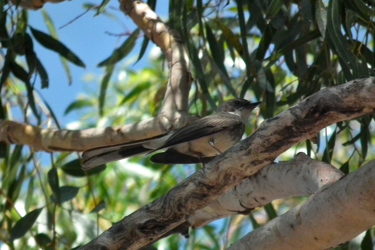 Northern Fantail - ML644704208