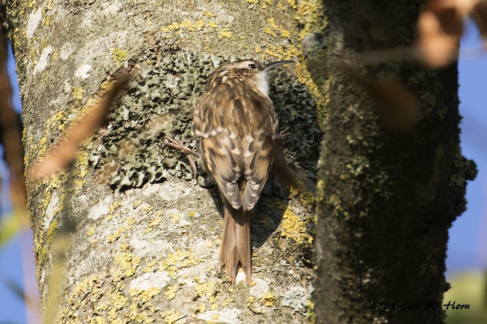 Short-toed Treecreeper - ML644704209