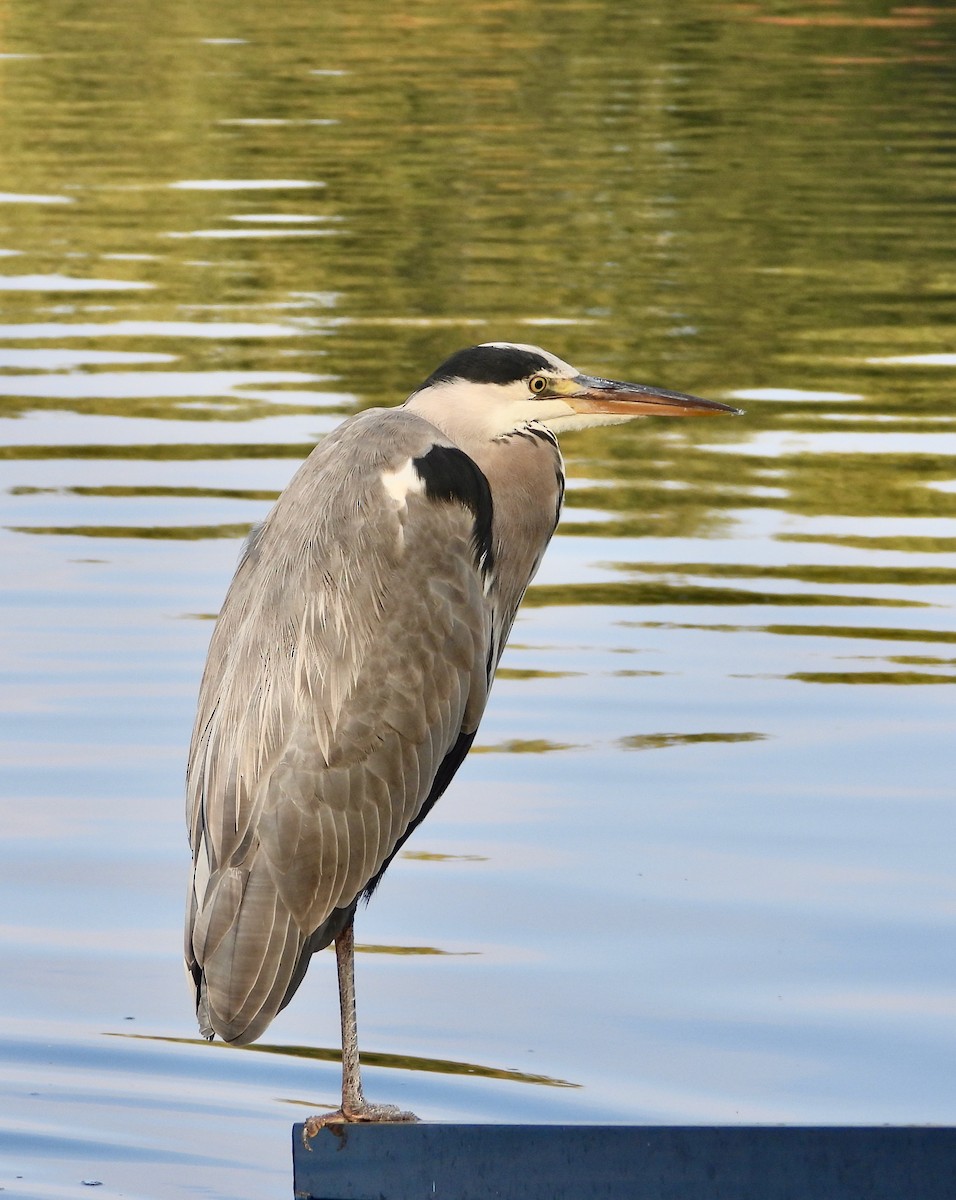 Gray Heron - ML644704211