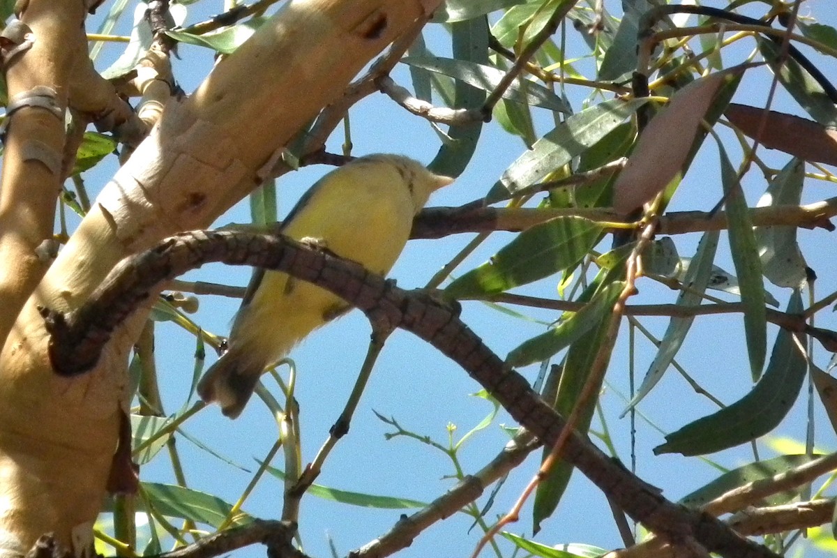 Weebill - ML644704213