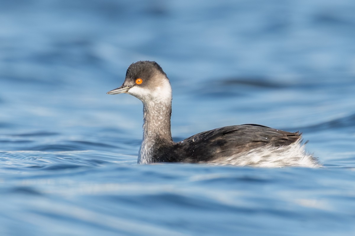 Eared Grebe - ML644704214