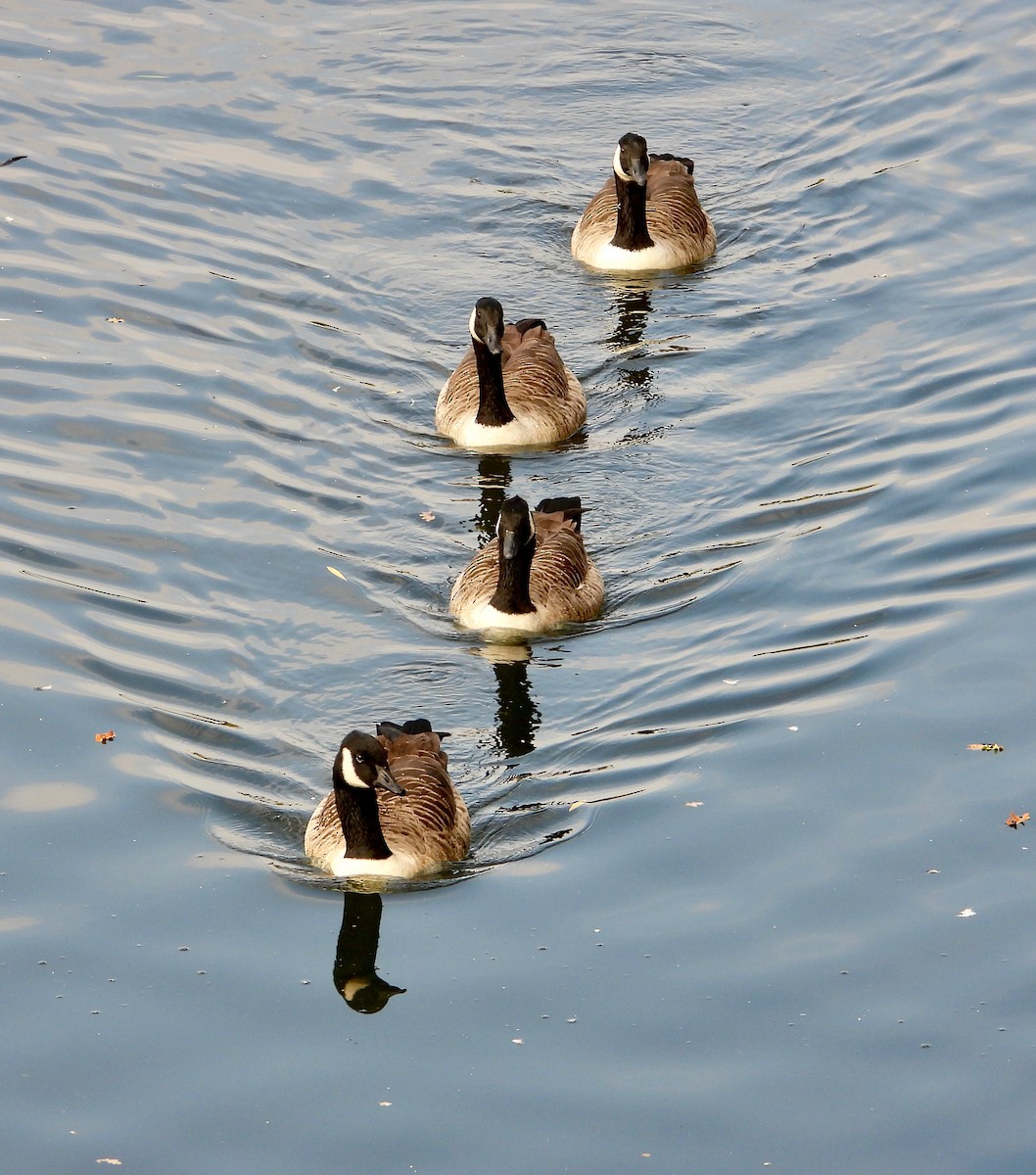 Canada Goose - ML644704215