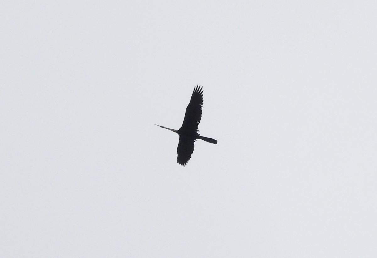 Oriental Darter - ML644704217