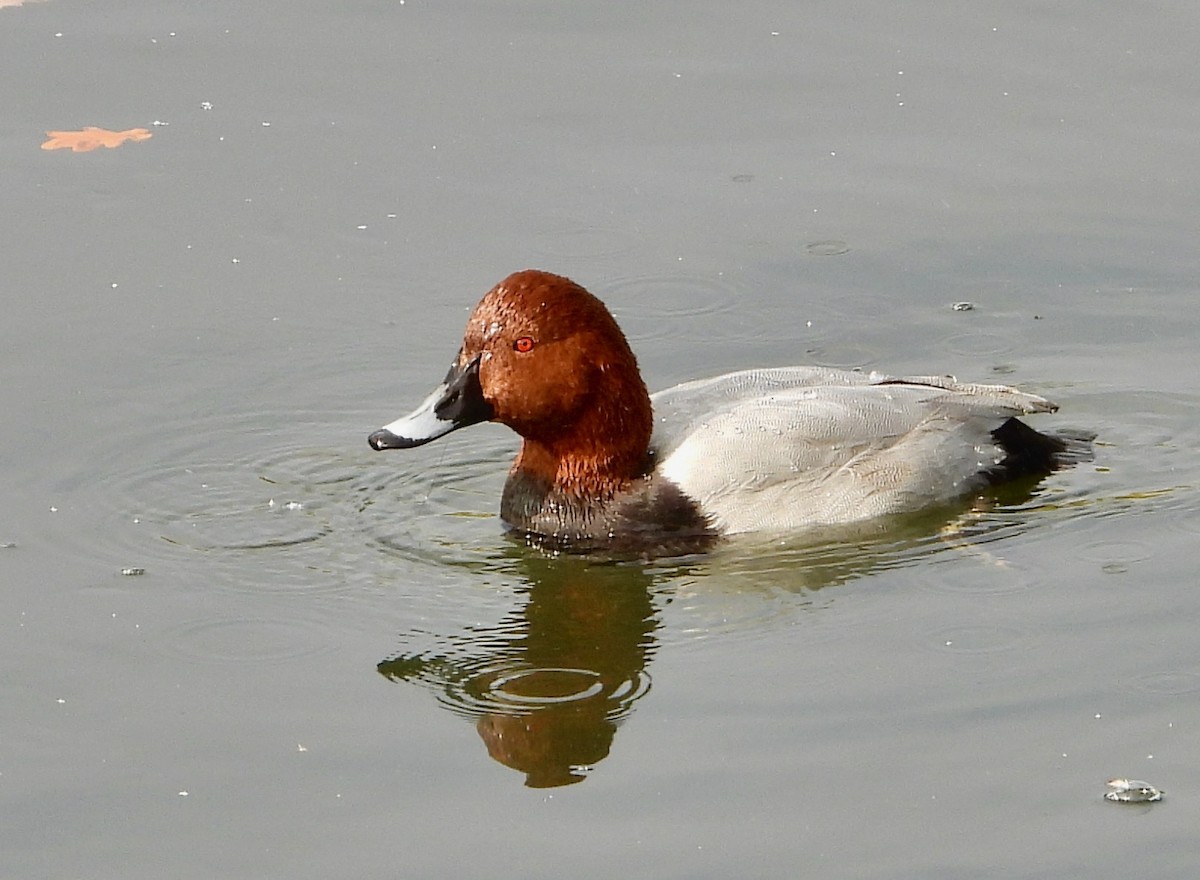 Common Pochard - ML644704219