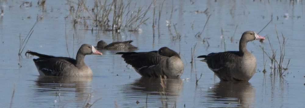 Greater White-fronted Goose - ML644704220