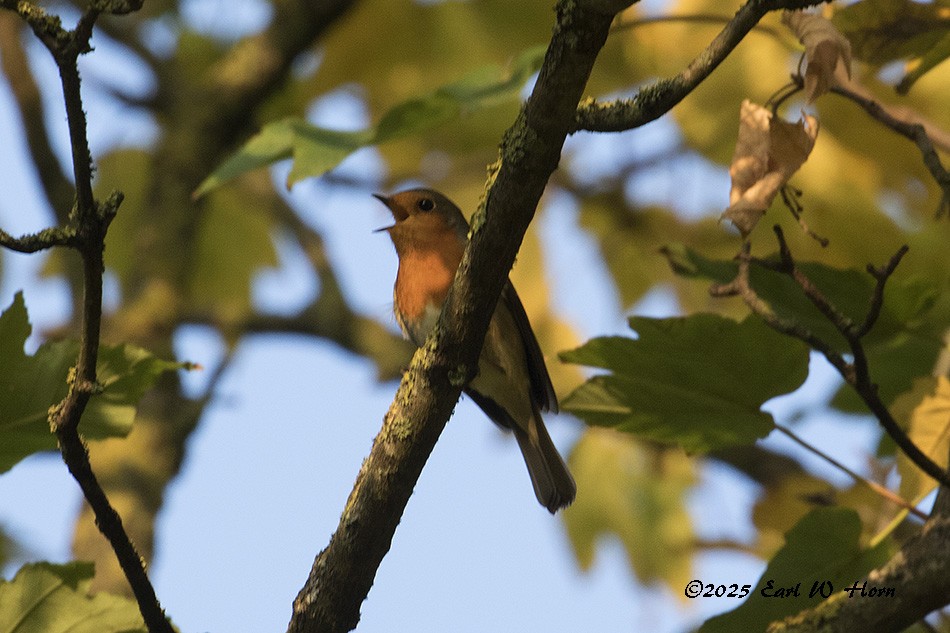 European Robin - ML644704221