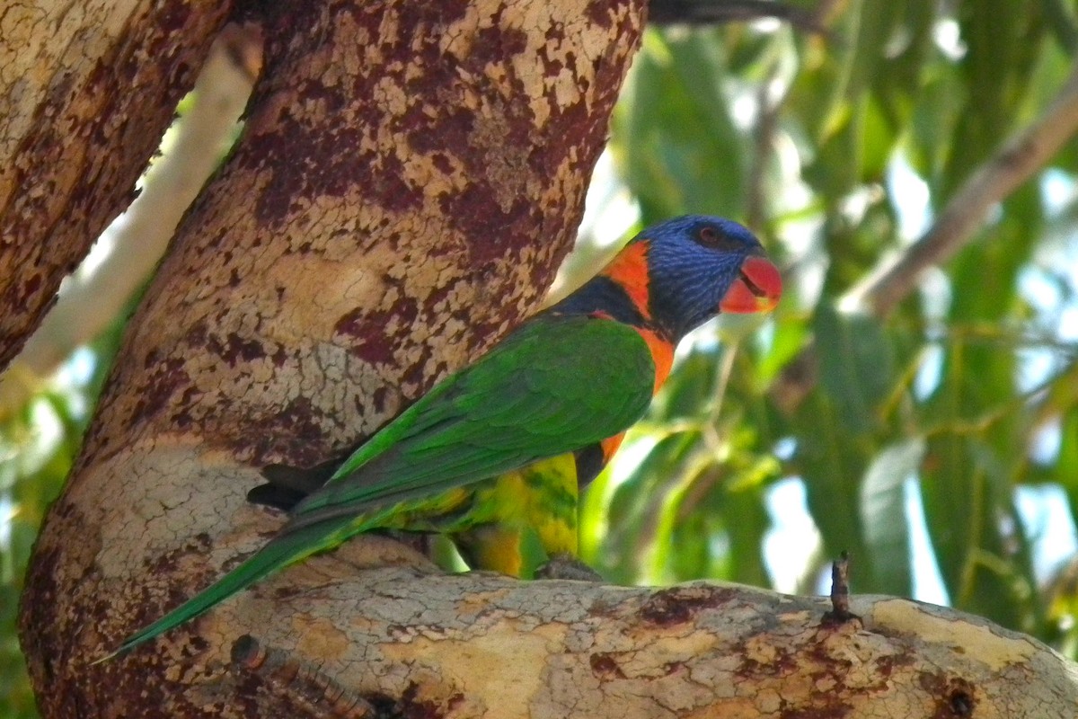 Red-collared Lorikeet - ML644704224