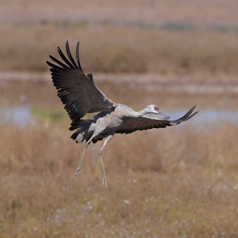 Sandhill Crane - ML644704239