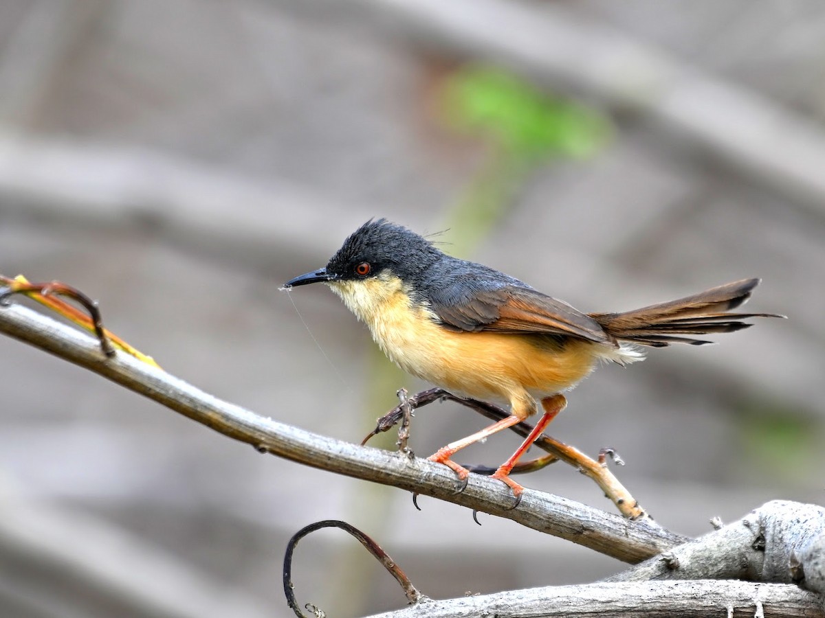 Ashy Prinia - ML644704244