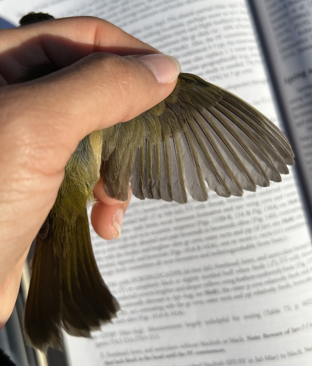 Common Yellowthroat - ML644704263