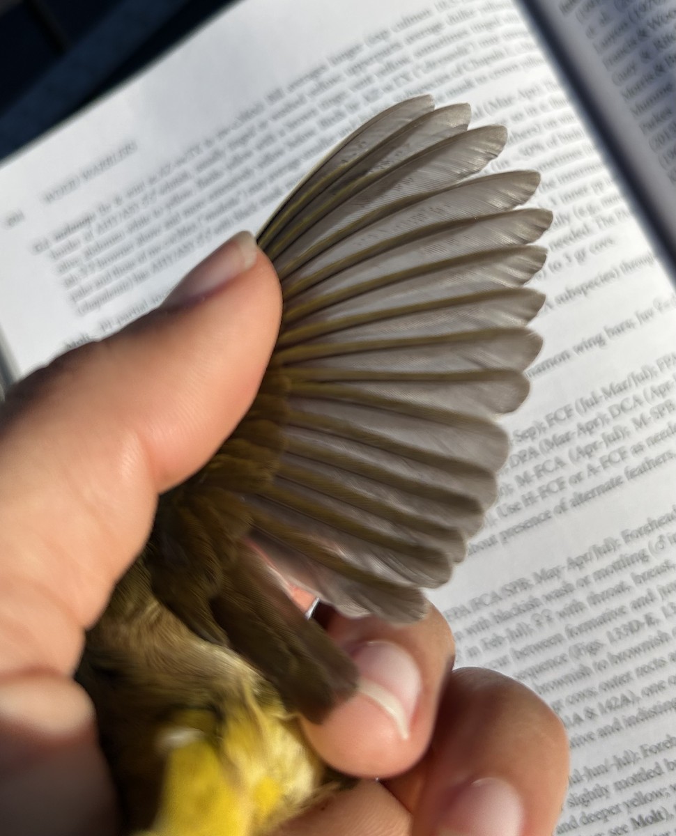 Common Yellowthroat - ML644704264