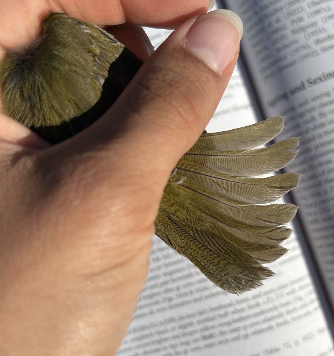 Common Yellowthroat - ML644704265