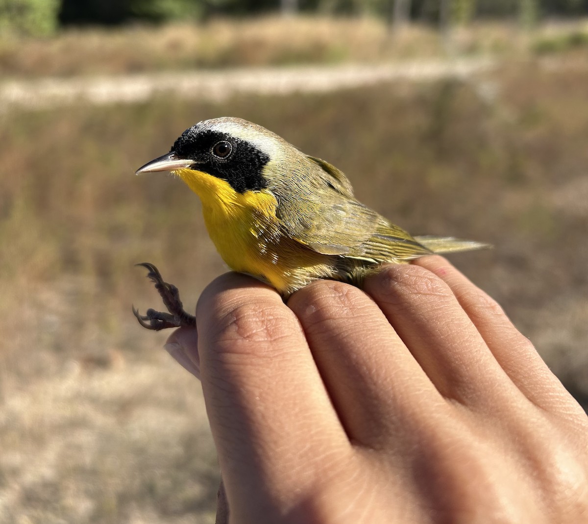 Common Yellowthroat - ML644704266