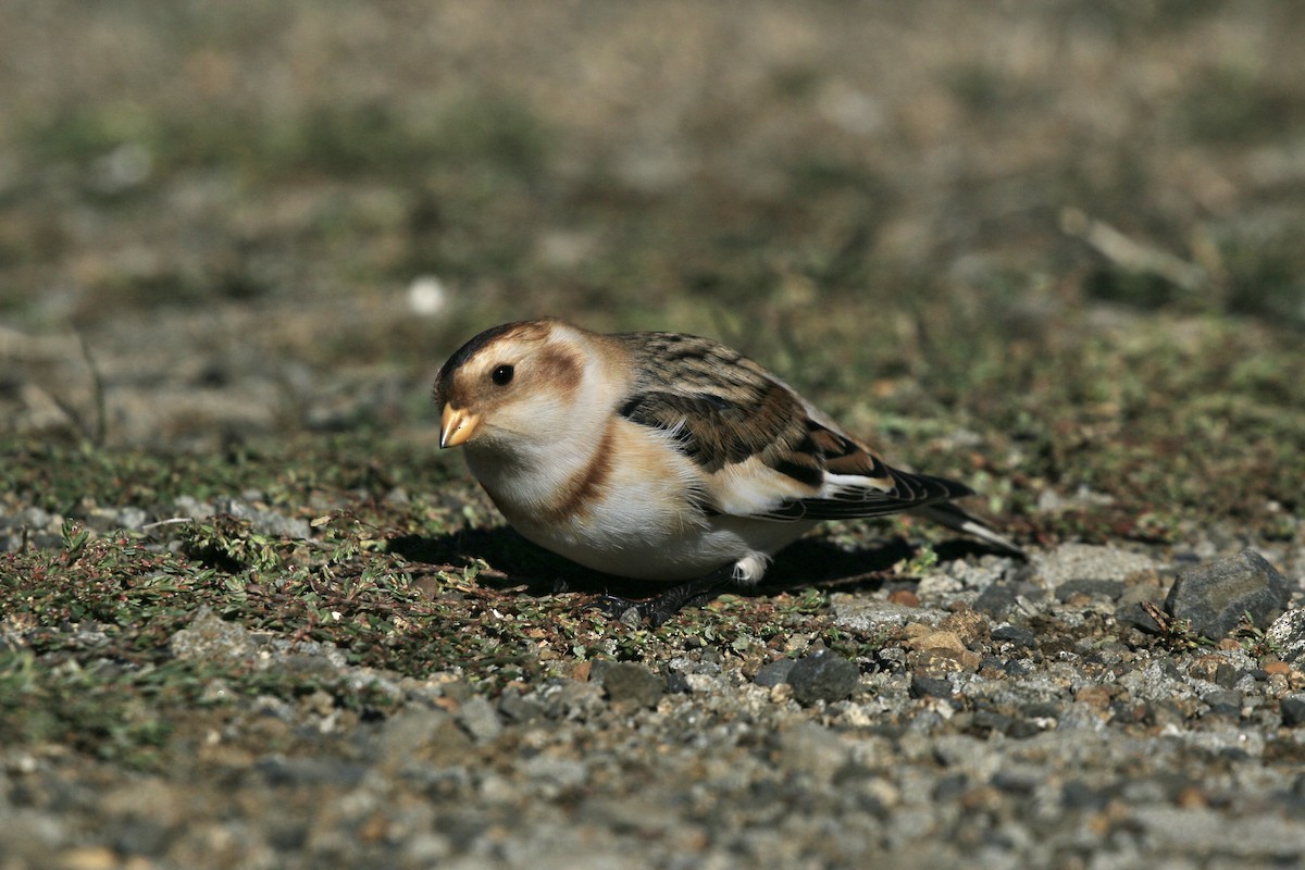 Snow Bunting - ML644704268