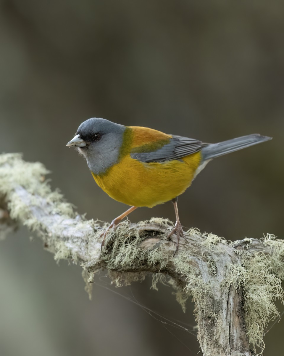 Patagonian Sierra Finch - ML644704271