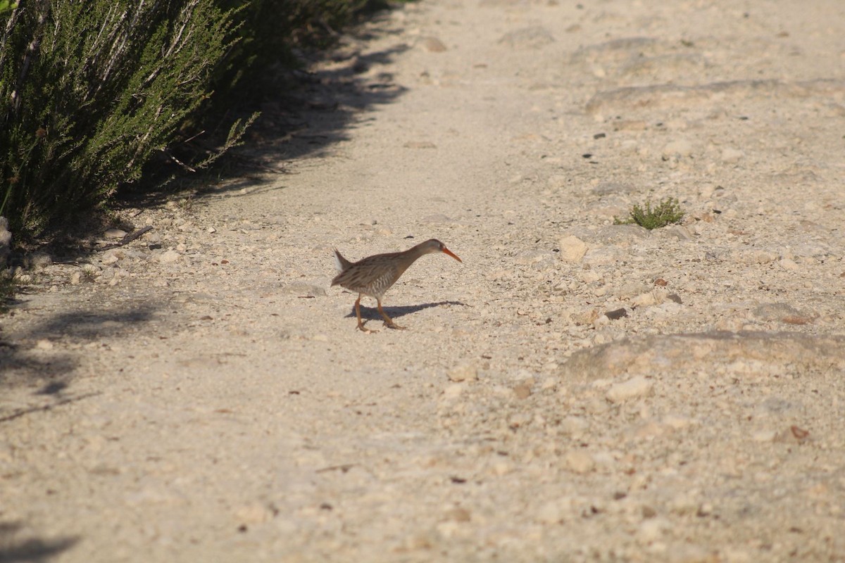 Râle tapageur - ML644704276