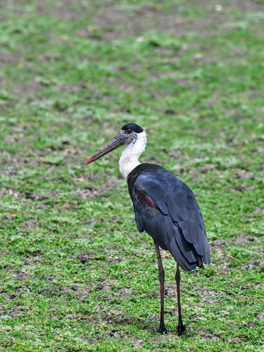 Asian Woolly-necked Stork - ML644704280