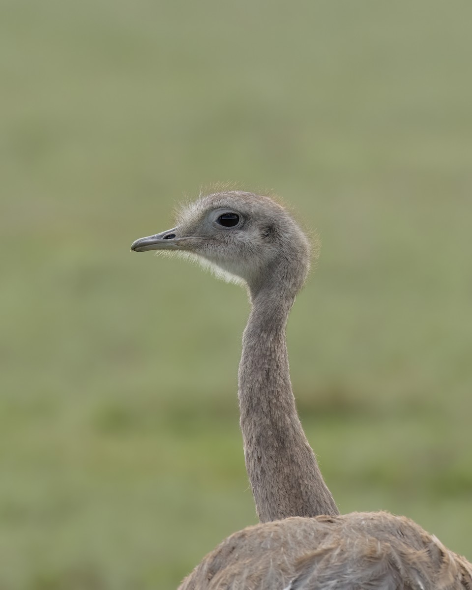 Lesser Rhea (Darwin's) - ML644704281