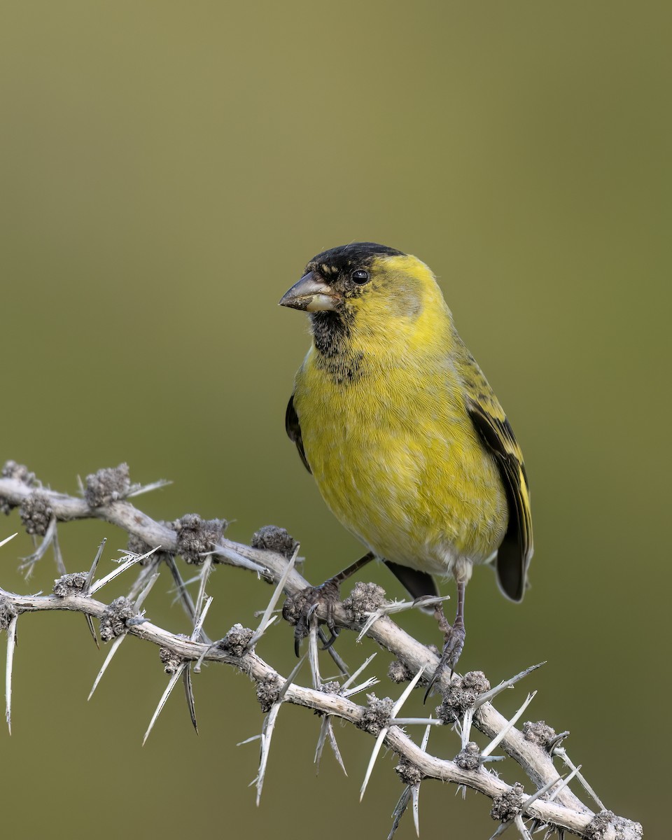 čížek vousatý - ML644704295