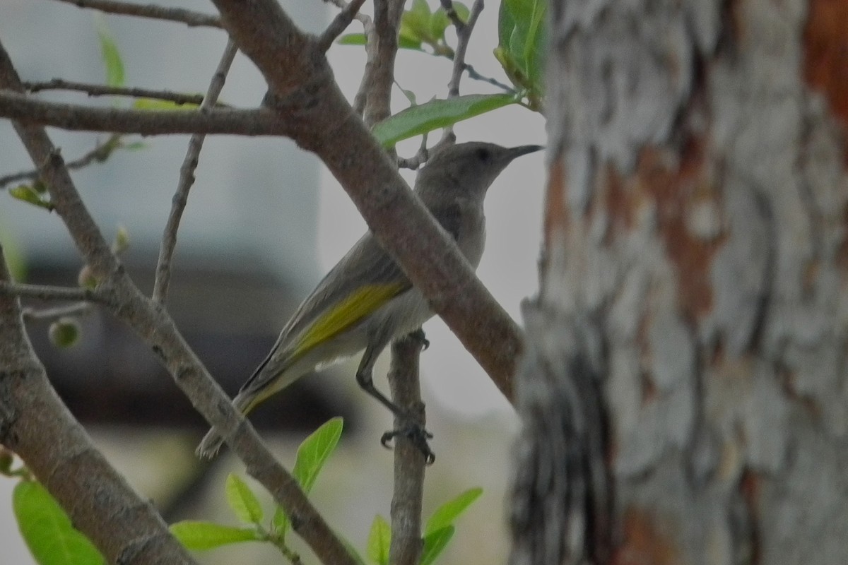 Mielero Golirrufo - ML644704296