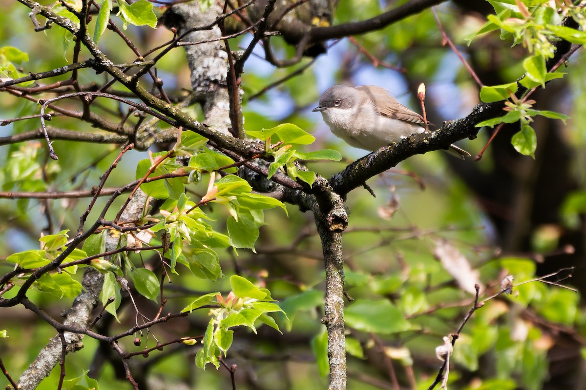 Lesser Whitethroat - ML644704299