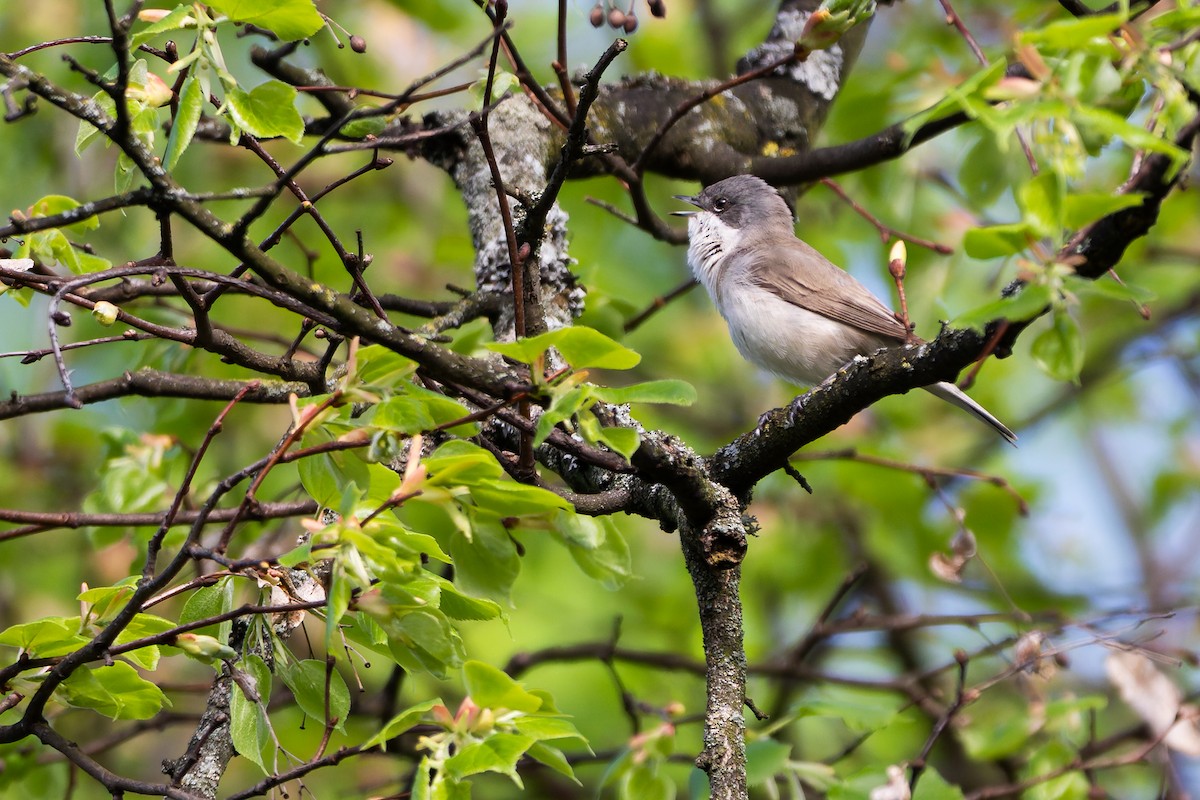 Lesser Whitethroat - ML644704300