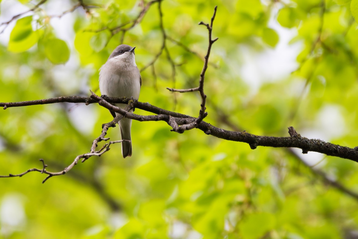 Lesser Whitethroat - ML644704301