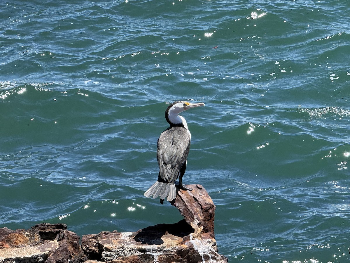 Pied Cormorant - ML644704303