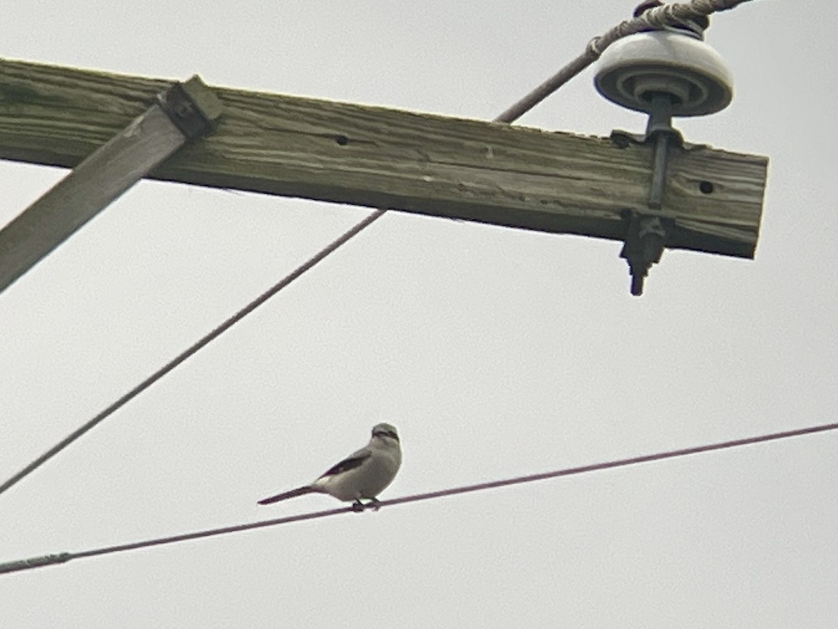 オオモズ - ML644704307