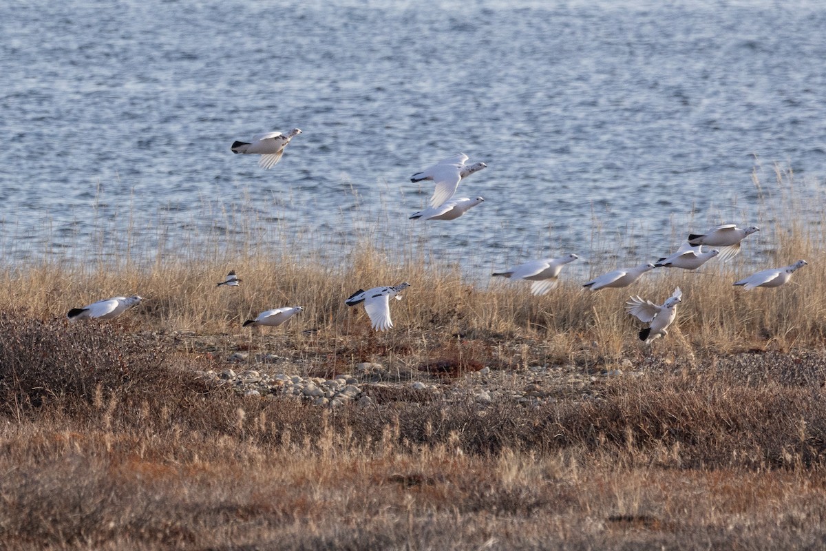 Willow Ptarmigan - ML644704308