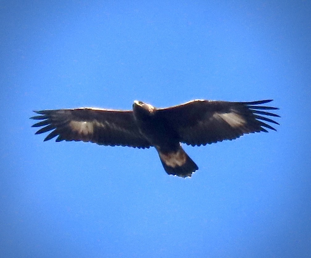 Steinadler - ML644704316