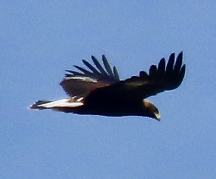 Steinadler - ML644704317