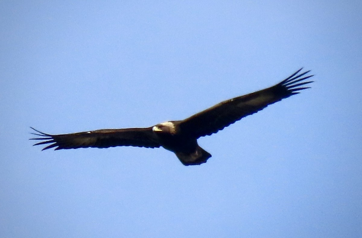 Steinadler - ML644704318