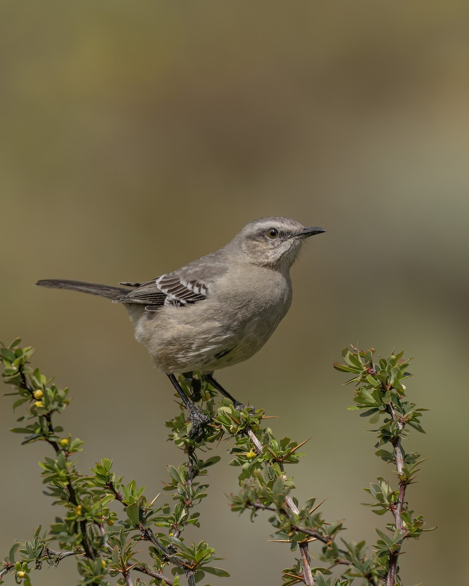 Patagonian Mockingbird - ML644704319