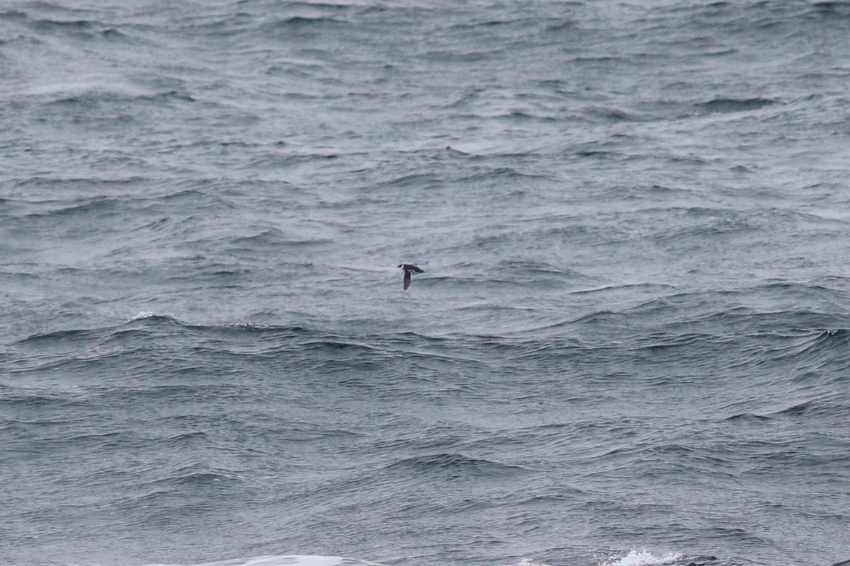 Dovekie - ML644704323