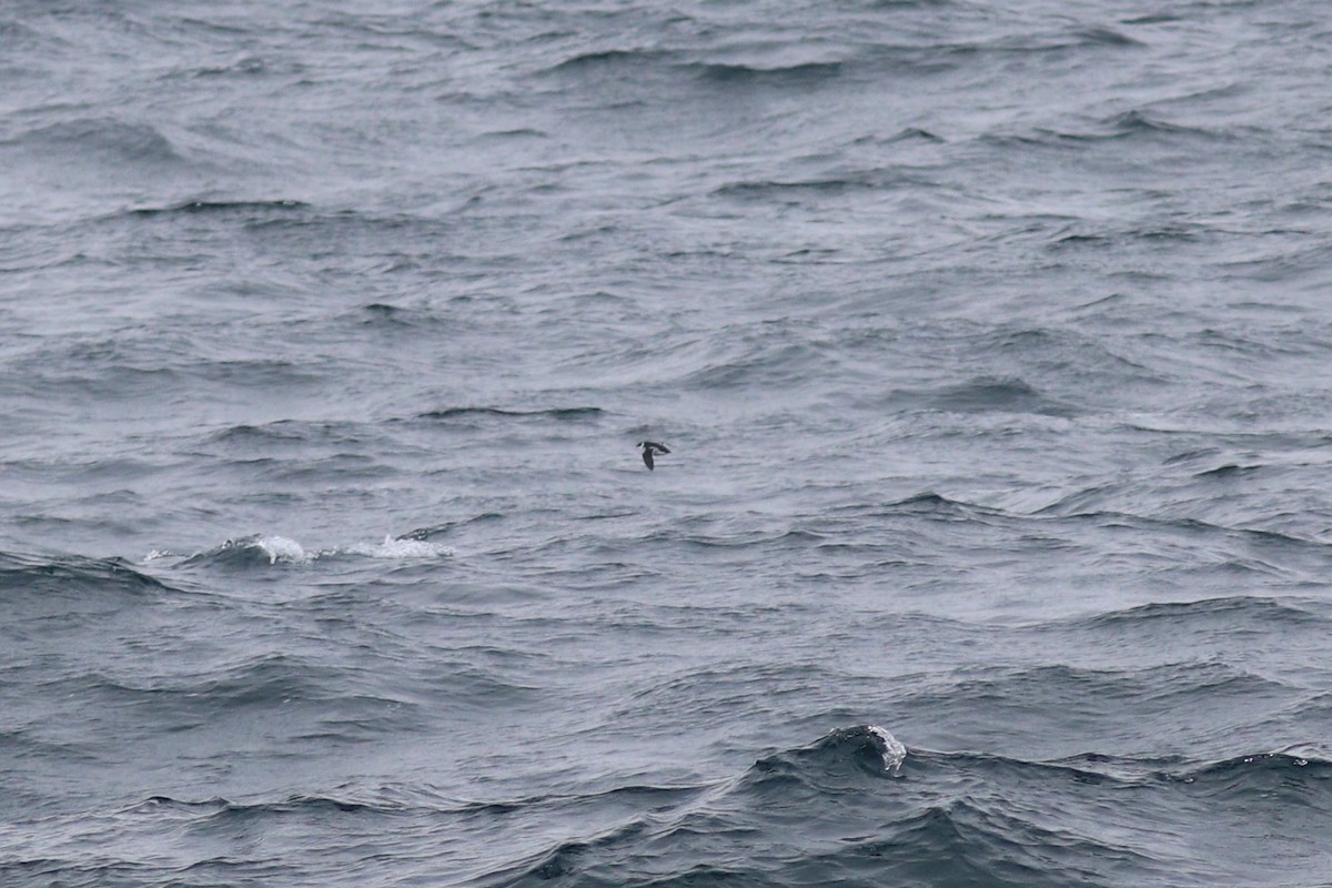 Dovekie - ML644704324