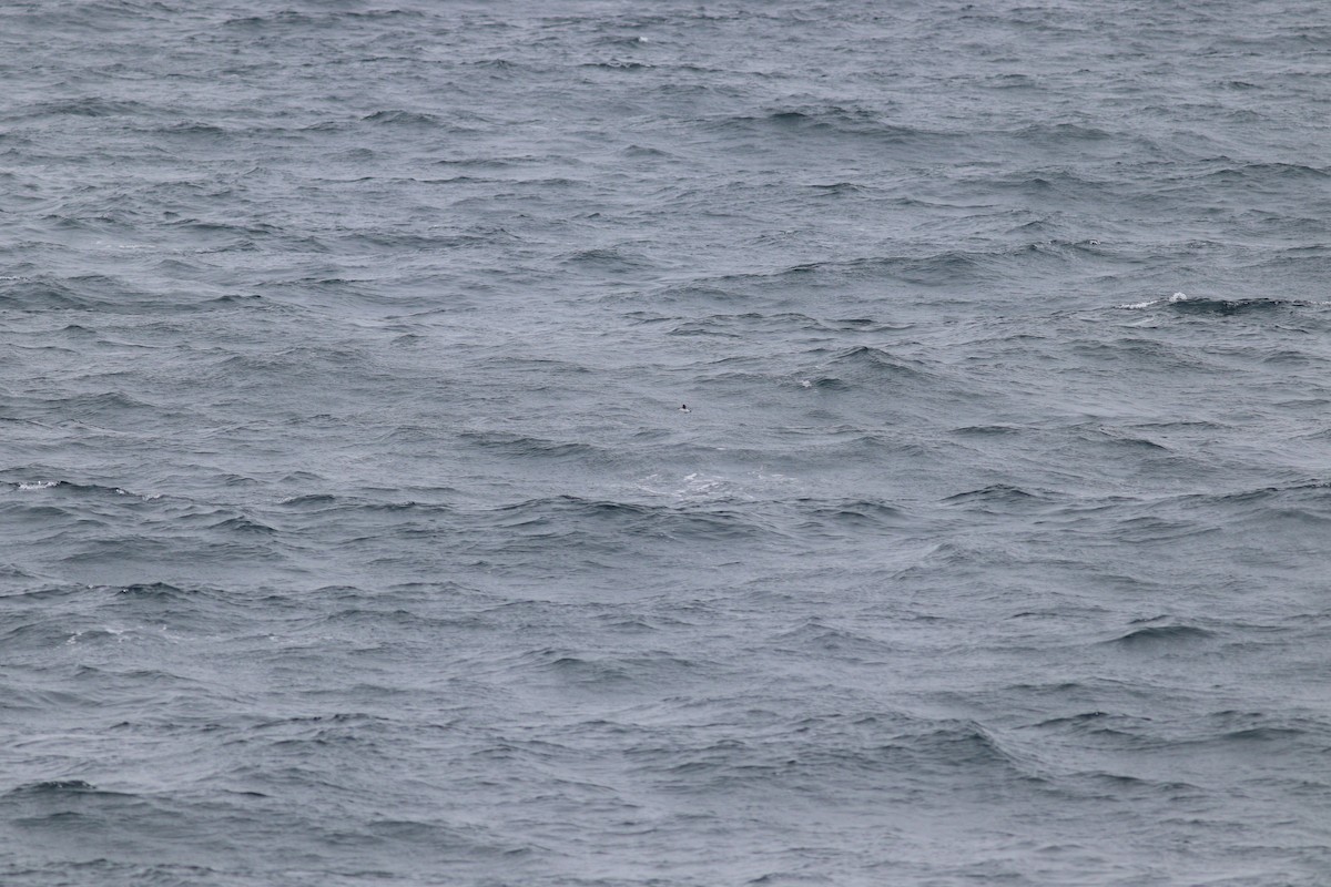 Dovekie - ML644704325