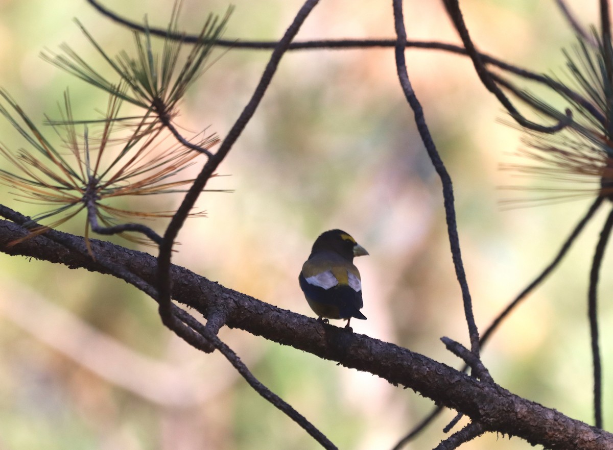 Gros-bec errant - ML644704326