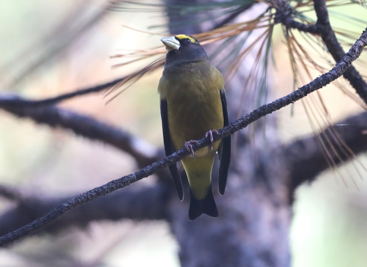 Gros-bec errant - ML644704327