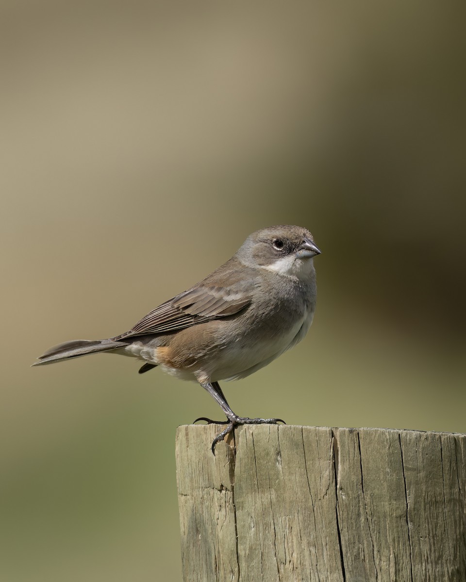 Diuca Finch - ML644704329