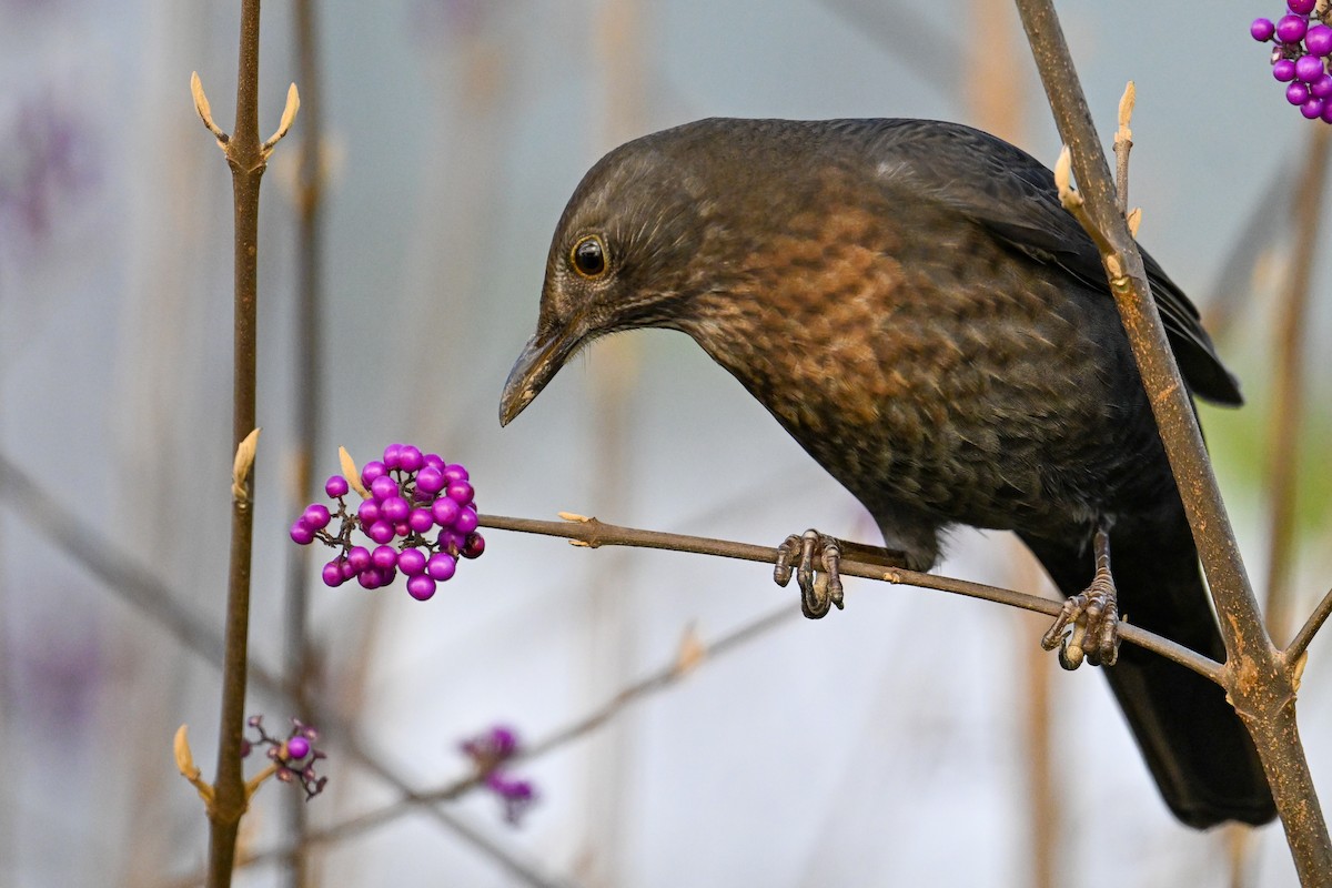Eurasian Blackbird - ML644704333