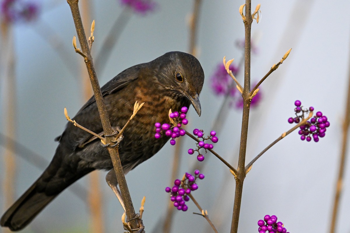 Eurasian Blackbird - ML644704334