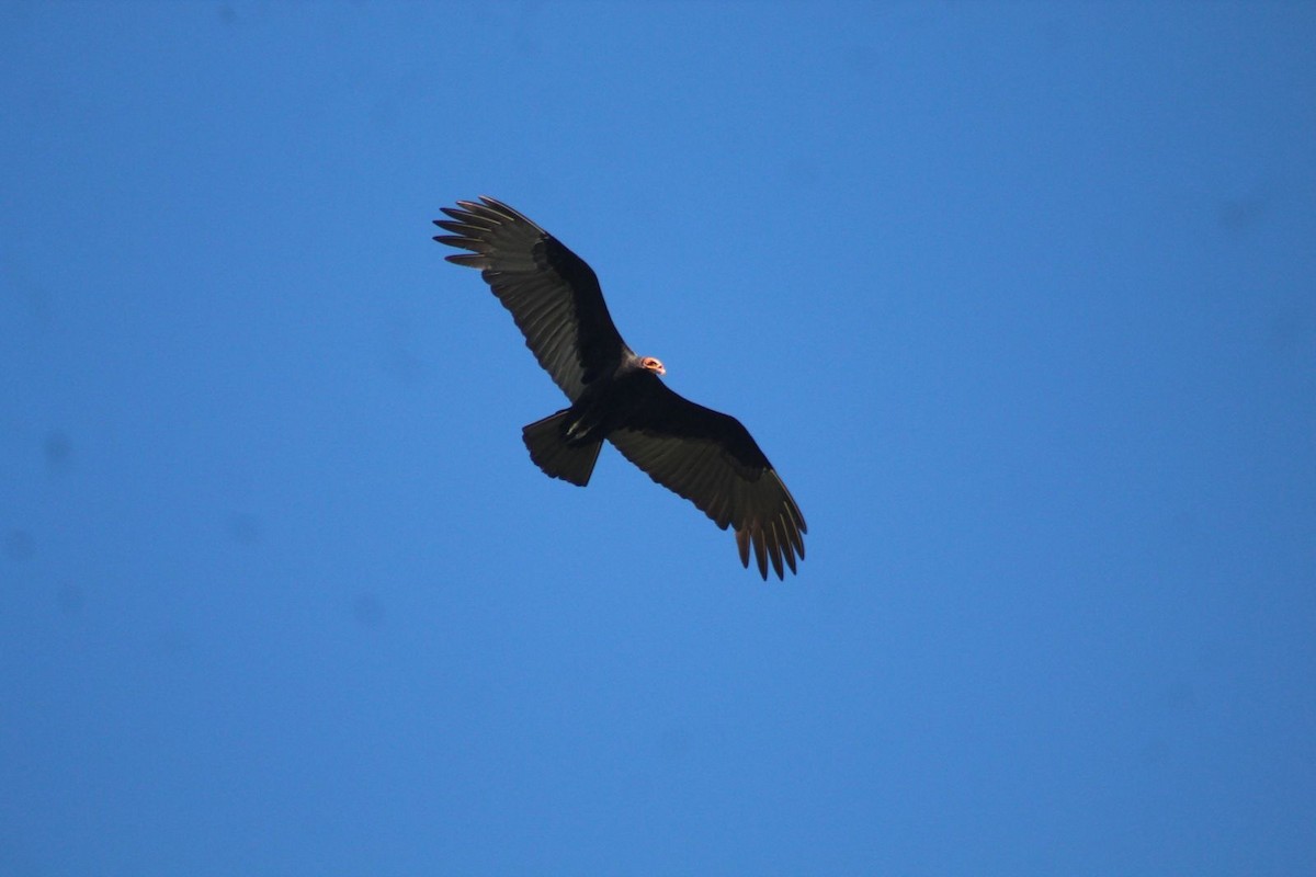 Urubu à tête jaune - ML644704335