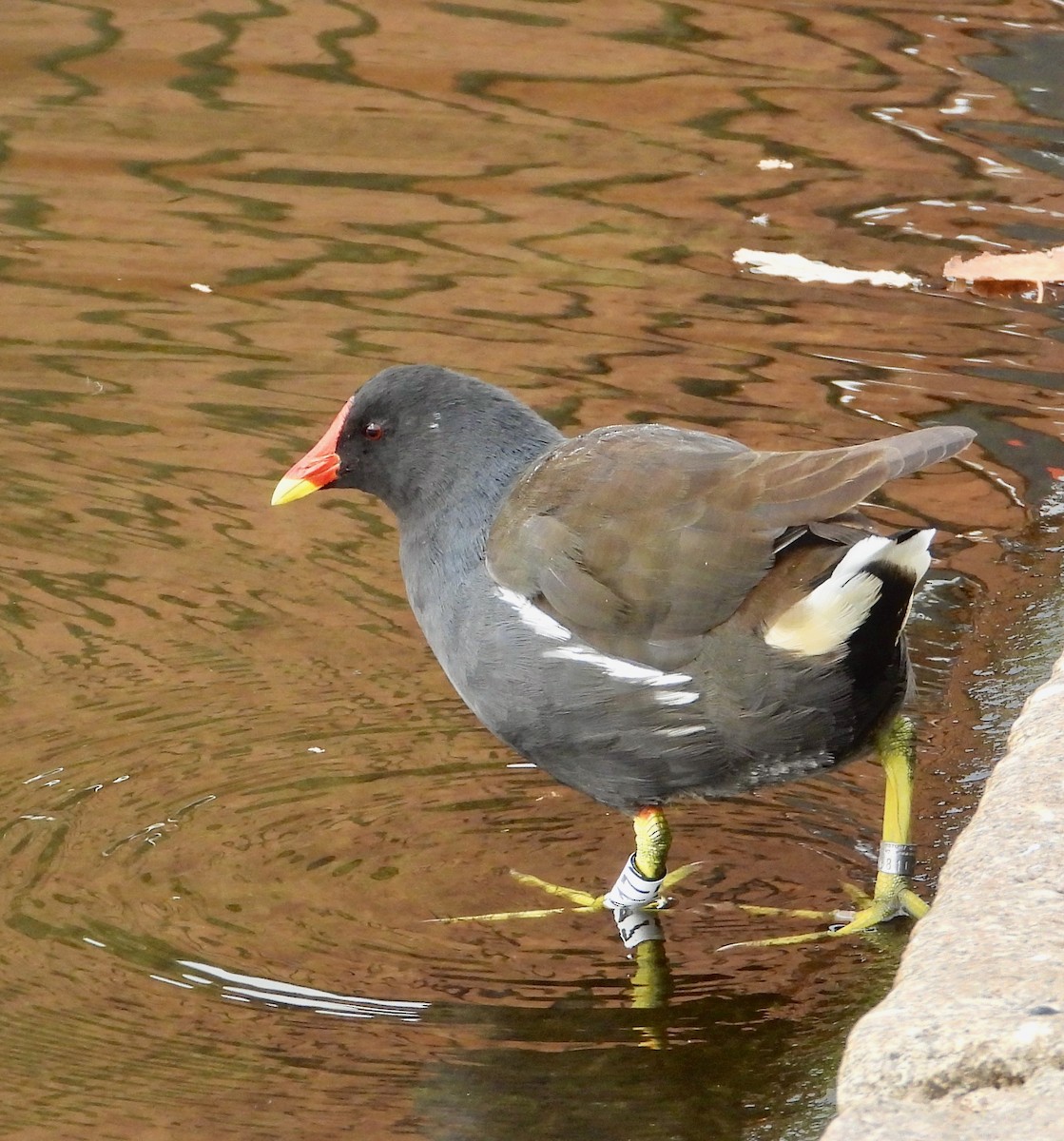 Gallinule poule-d'eau - ML644704338