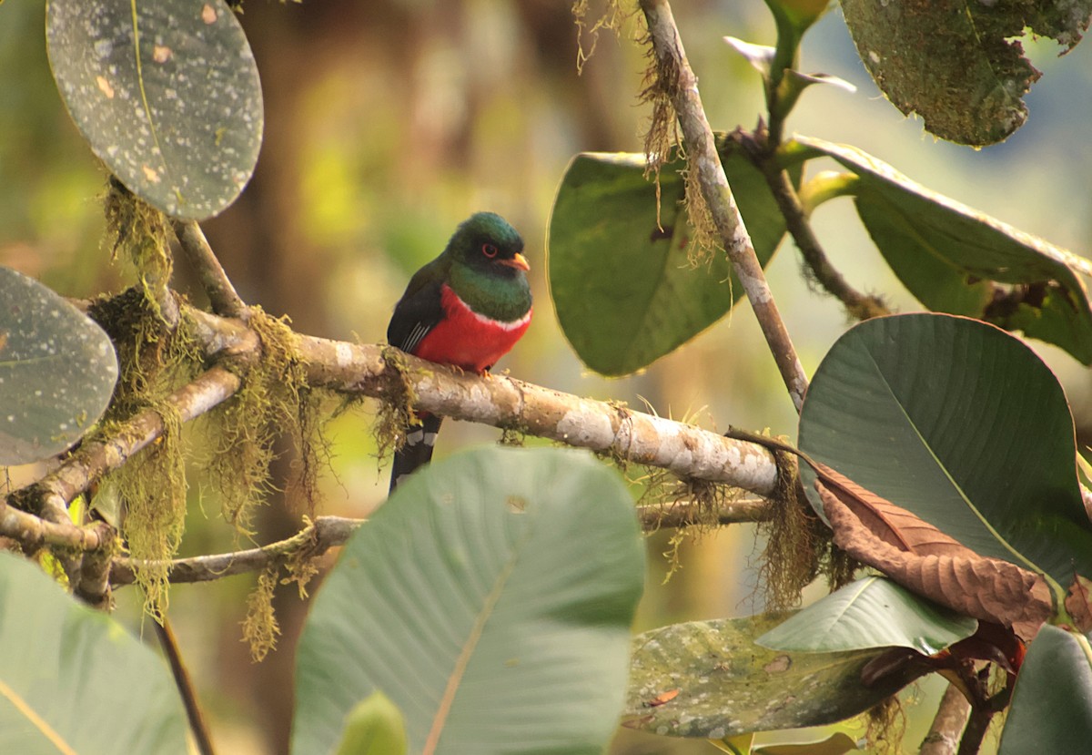 Masked Trogon - ML644704339