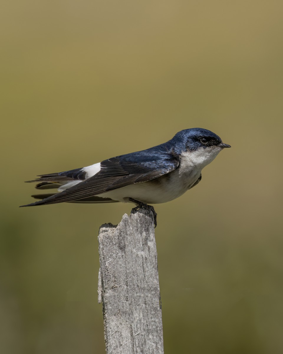 Chilean Swallow - ML644704344