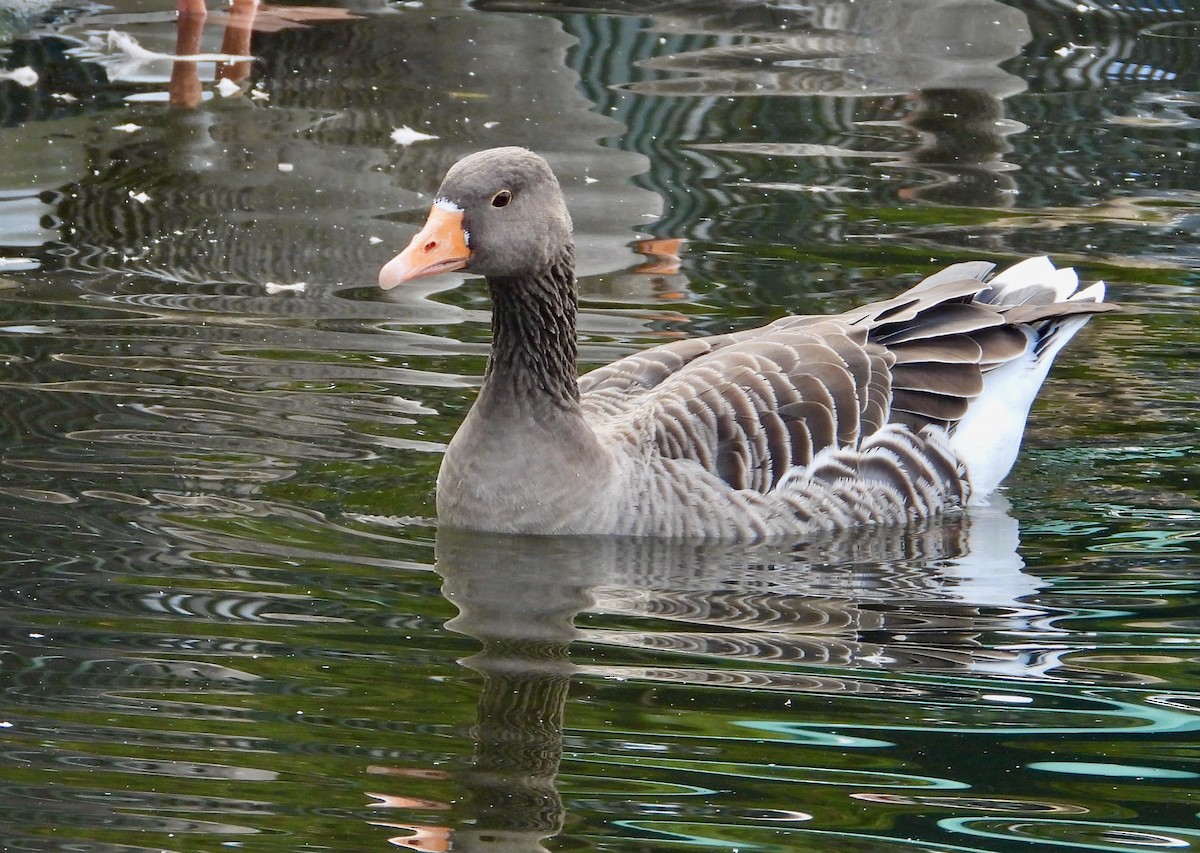 husa velká - ML644704348