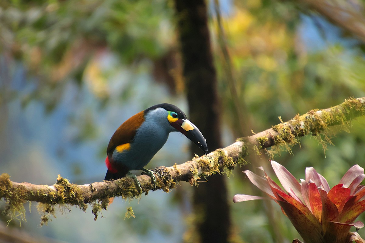 Plate-billed Mountain-Toucan - ML644704352