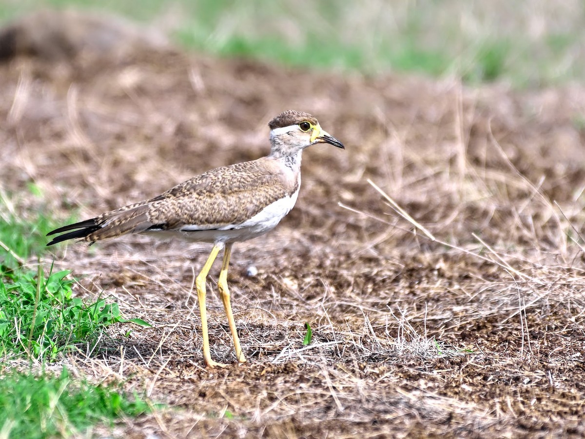 čejka indická - ML644704353